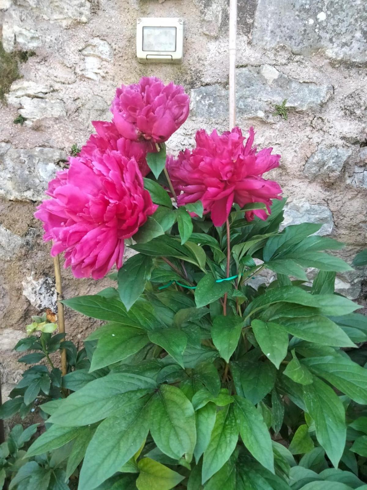 Appartamento Anna Brenzone sul Garda Exterior photo